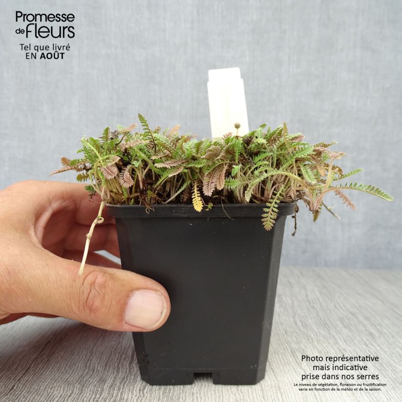 Amostra de Leptinella potentillina Vaso de 8/9 cm tal como entregue no verão