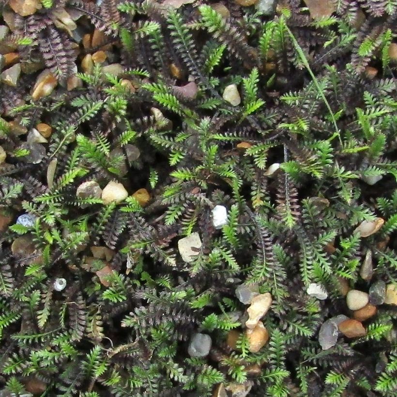 Leptinella squalida (Folhagem)