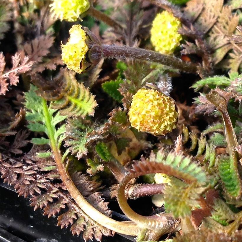 Leptinella squalida (Floração)