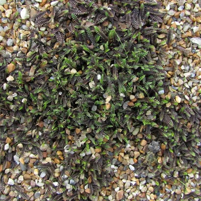 Leptinella squalida (Hábito)