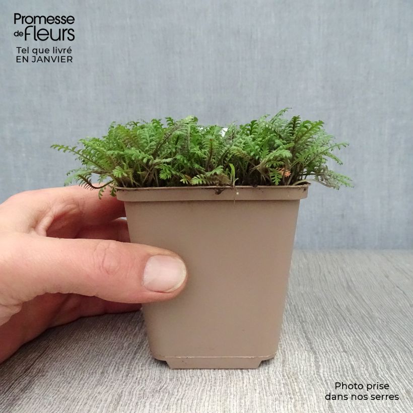 Amostra de Leptinella squalida Platt's Black Vaso de 8/9 cm tal como entregue no inverno