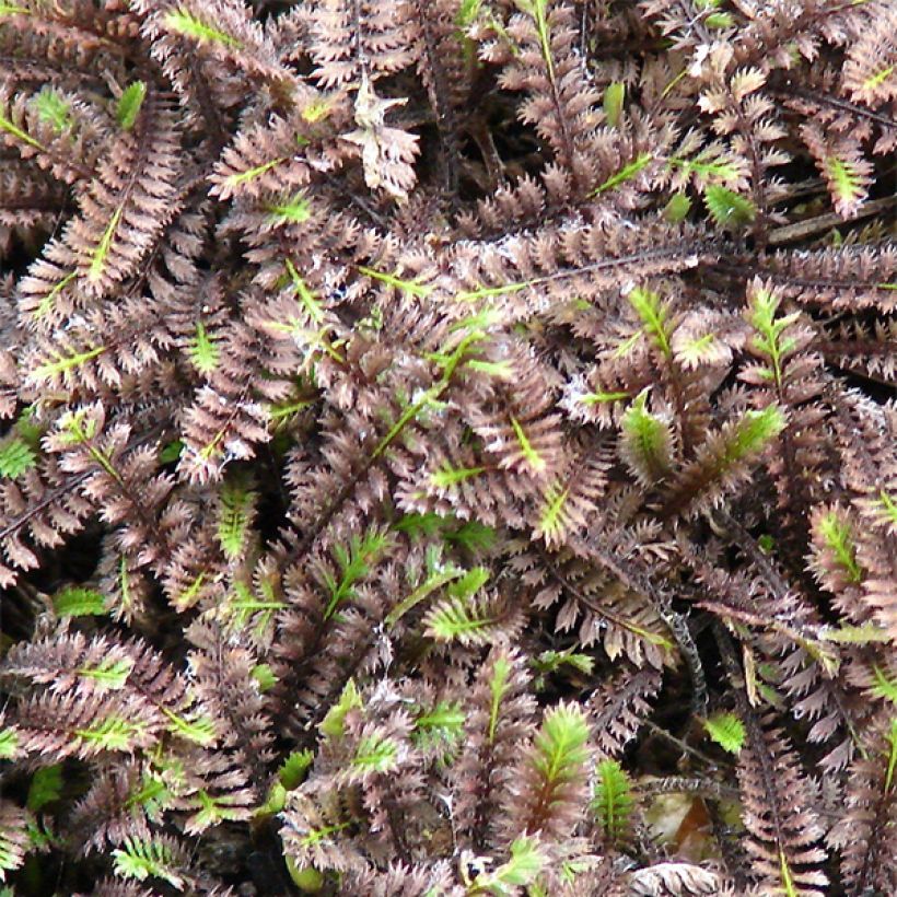 Leptinella squalida Platt's Black (Folhagem)