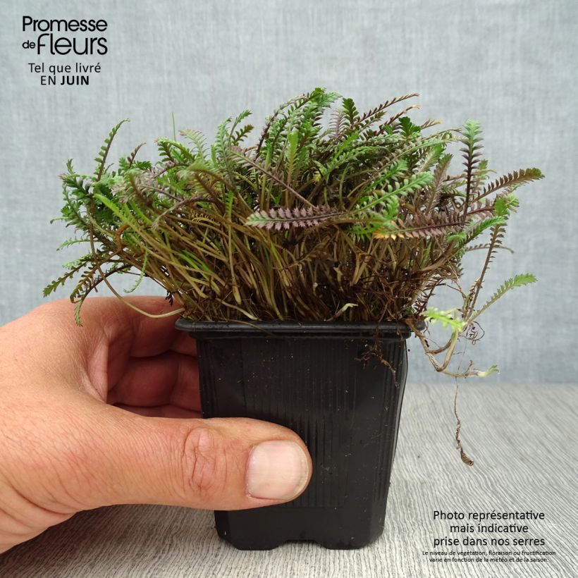 Amostra de Leptinella squalida Platt's Black Vaso de 8/9 cm tal como entregue no verão