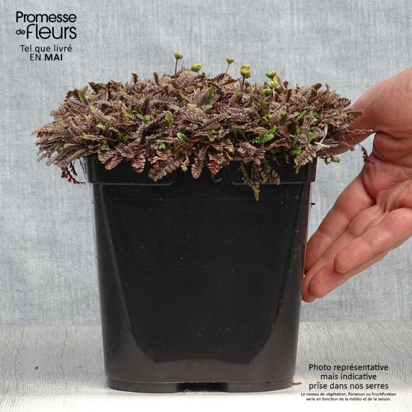Amostra de Leptinella squalida Platt's Black Vaso de 3 L/4 L tal como entregue na primavera