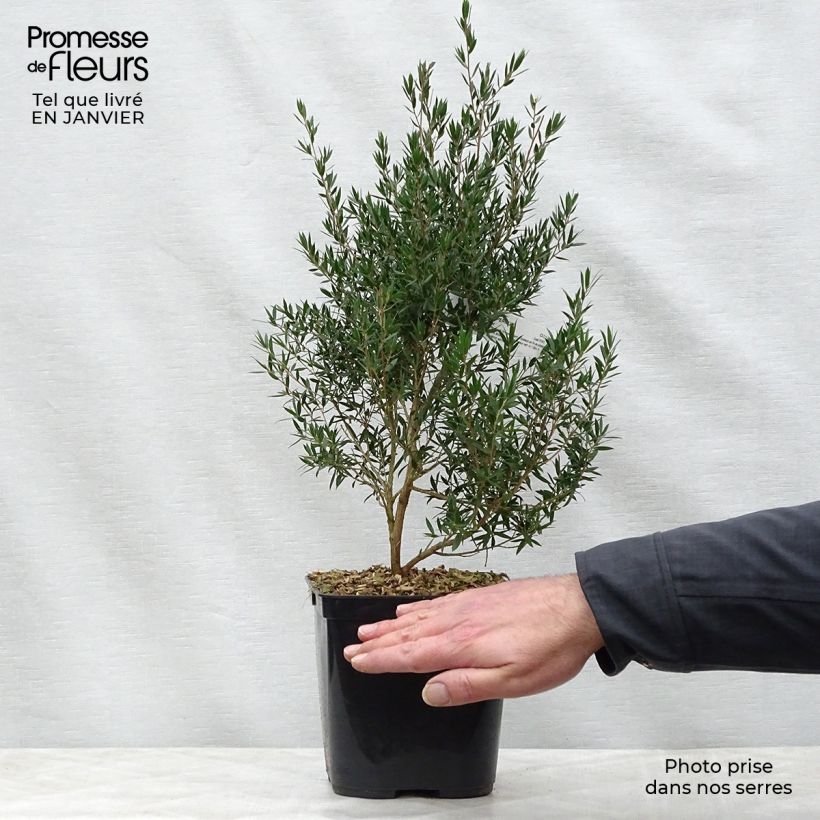 Amostra de Leptospermum Karo Pearl Star - Arbre à thé Vaso de 2 L/3 L tal como entregue no inverno