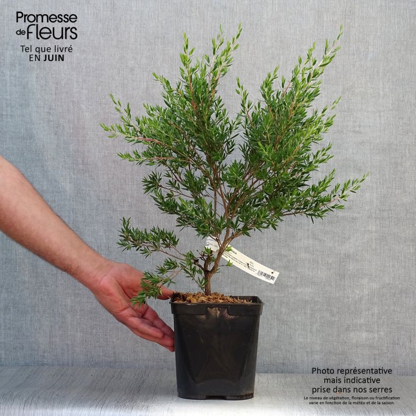 Amostra de Leptospermum Karo Pearl Star Vaso de 2 L/3 L tal como entregue no verão