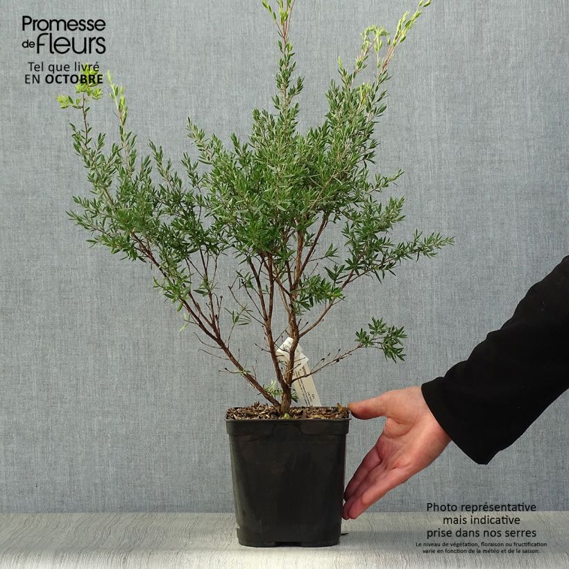 Amostra de Leptospermum Karo Pearl Star Vaso de 2 L/3 L tal como entregue no outono