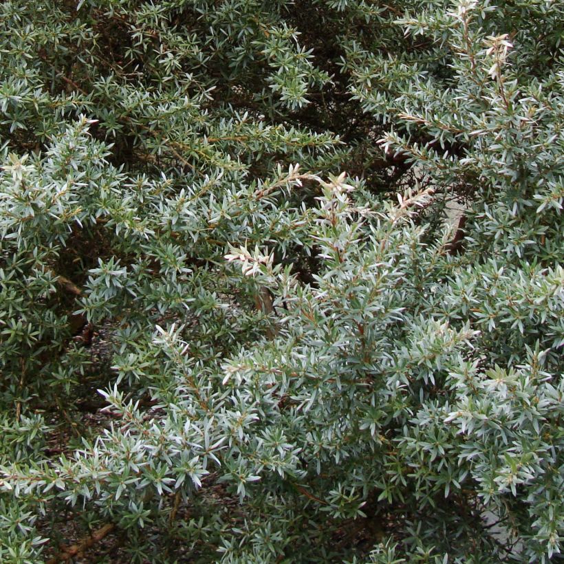 Leptospermum lanigerum Silver Sheen (Folhagem)