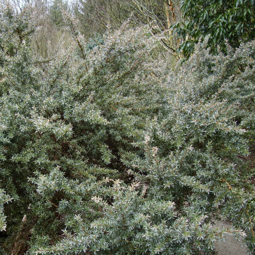 Leptospermum lanigerum Silver Sheen (Hábito)