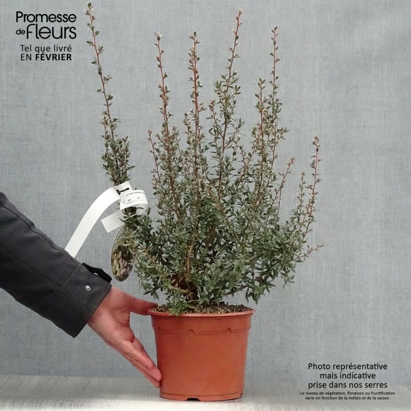 Amostra de Leptospermum Silver Sheen - Arbre à thé laineux Vaso de 2 L/3 L tal como entregue no inverno
