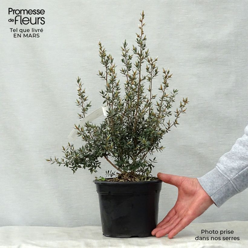 Amostra de Leptospermum lanigerum Silver Sheen Vaso de 2 L/3 L tal como entregue na primavera