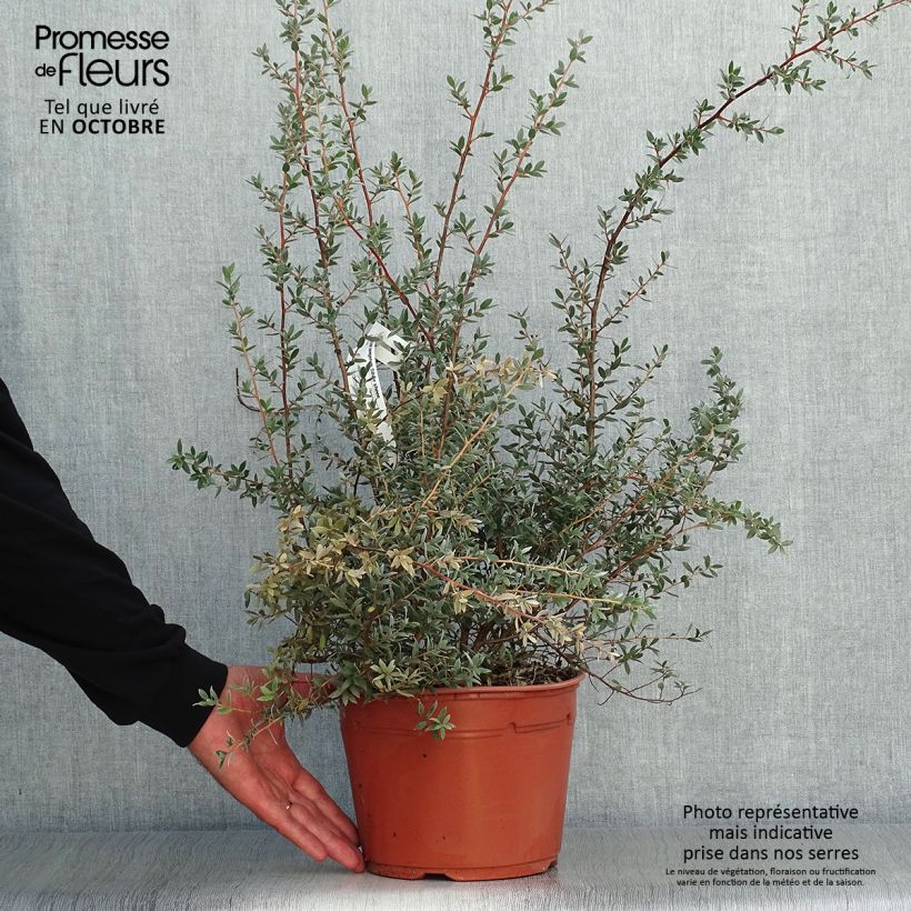 Amostra de Leptospermum lanigerum Silver Sheen Vaso de 2 L/3 L tal como entregue no outono