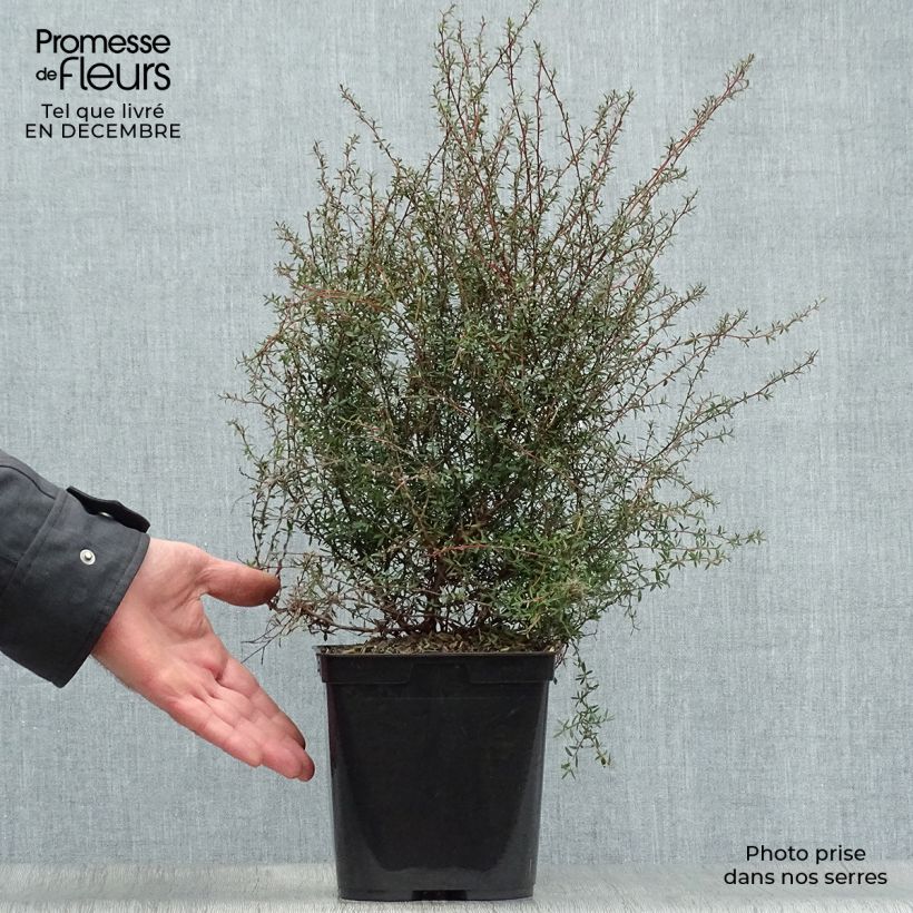 Amostra de Leptospermum  Wiri Kerry - Arbre à thé Vaso de 2 L/3 L tal como entregue no inverno