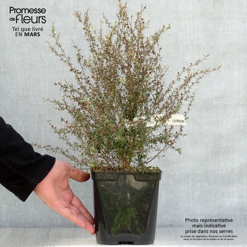 Amostra de Leptospermum scoparium Wiri Kerry Vaso de 2 L/3 L tal como entregue na primavera