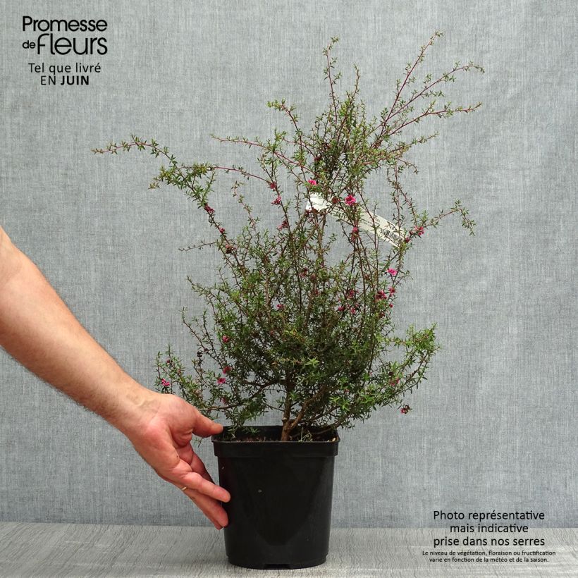 Amostra de Leptospermum scoparium Wiri Kerry Vaso de 2 L/3 L tal como entregue no verão