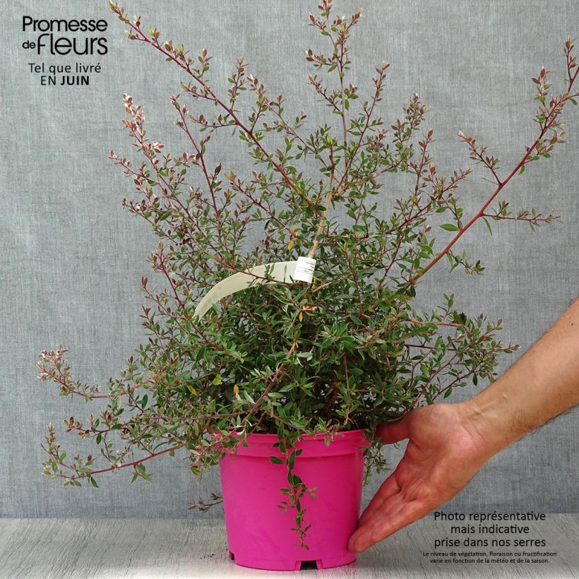 Amostra de Leptospermum lanigerum Mesmer Eyes Vaso de 2 L/3 L tal como entregue no verão