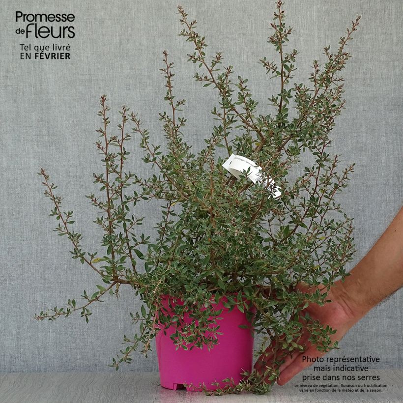 Amostra de Leptospermum lanigerum Mesmer Eyes Vaso de 2 L/3 L tal como entregue no outono