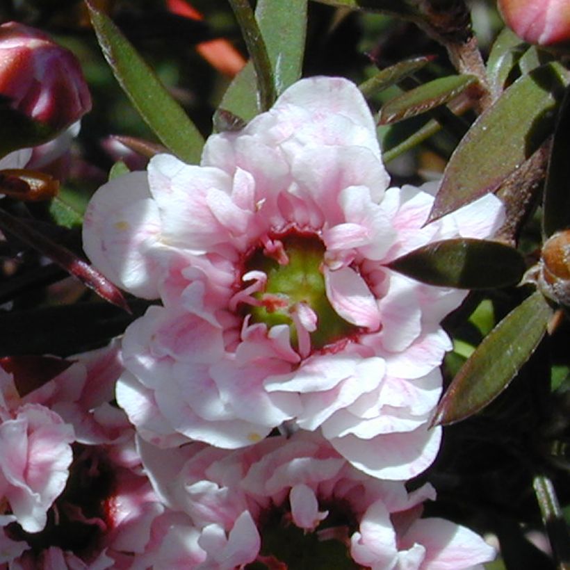 Leptospermum scoparium Apple Blossom (Floração)