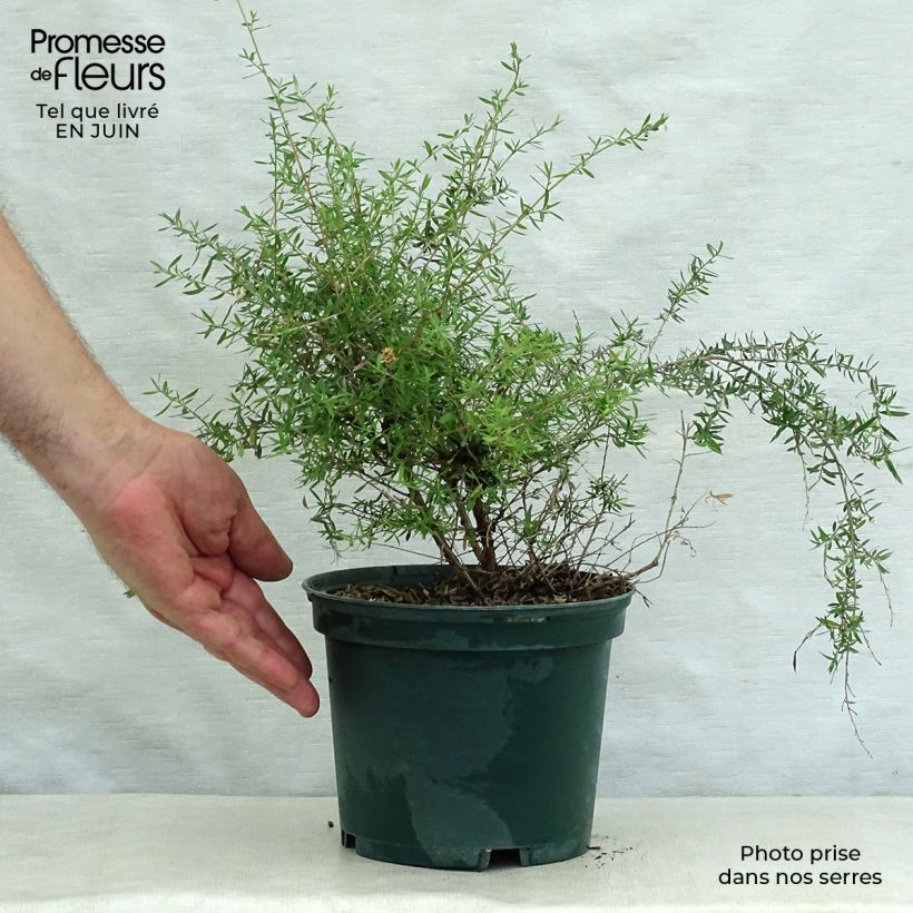 Amostra de Leptospermum scoparium Branco Vaso de 2 L/3 L tal como entregue no verão