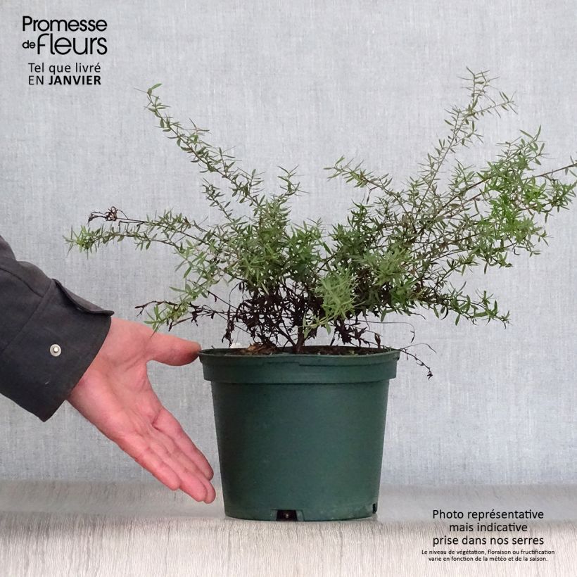 Amostra de Leptospermum scoparium Branco Vaso de 2 L/3 L tal como entregue no inverno
