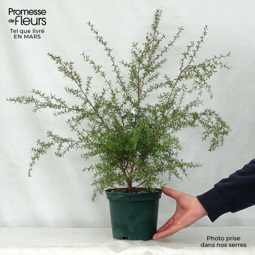 Amostra de Leptospermum scoparium Branco Vaso de 2 L/3 L tal como entregue na primavera