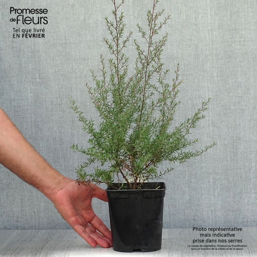 Amostra de Leptospermum scoparium Crimson Glory Vaso de 3 L/4 L tal como entregue no outono
