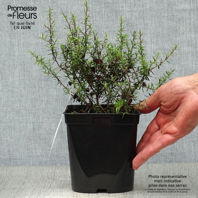 Amostra de Leptospermum scoparium Crimson Glory Vaso de 3 L/4 L tal como entregue no verão