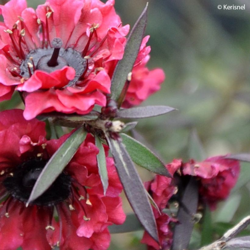 Leptospermum scoparium Crimson Glory (Folhagem)