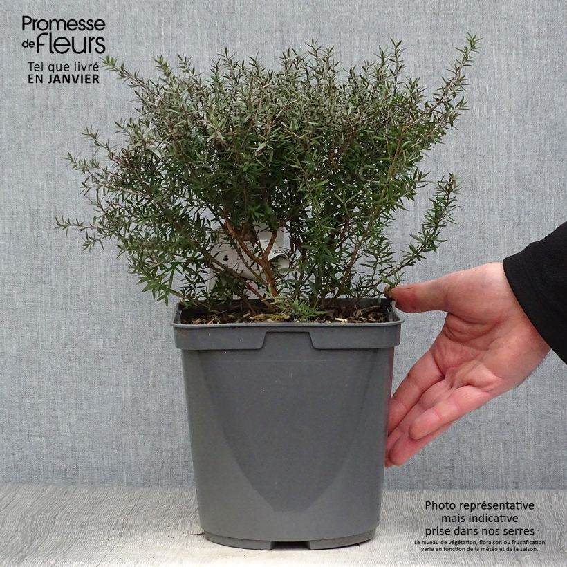 Amostra de Leptospermum scoparium Crimson Glory - Arbre à thé de Nouvelle-Zélande Vaso de 3 L/4 L tal como entregue no inverno