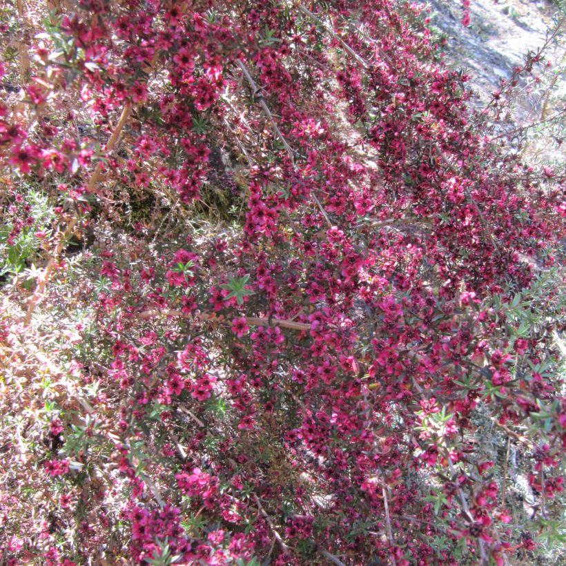Leptospermum scoparium Jubilee (Floração)