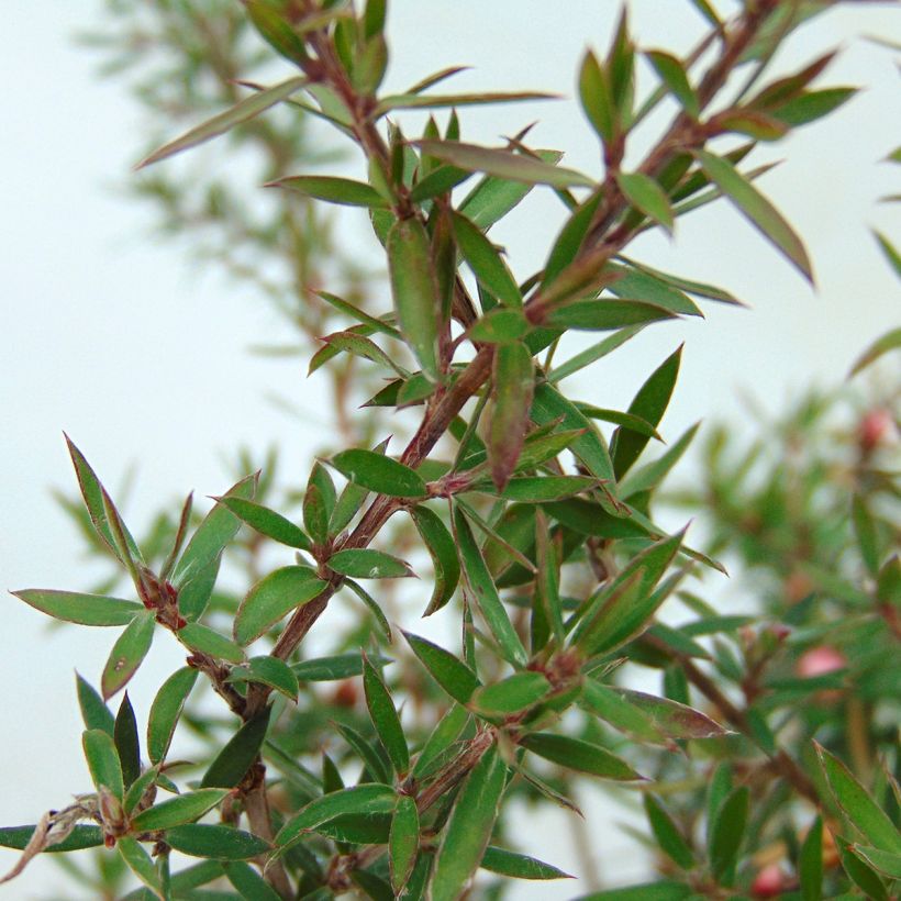 Leptospermum scoparium Jubilee (Folhagem)