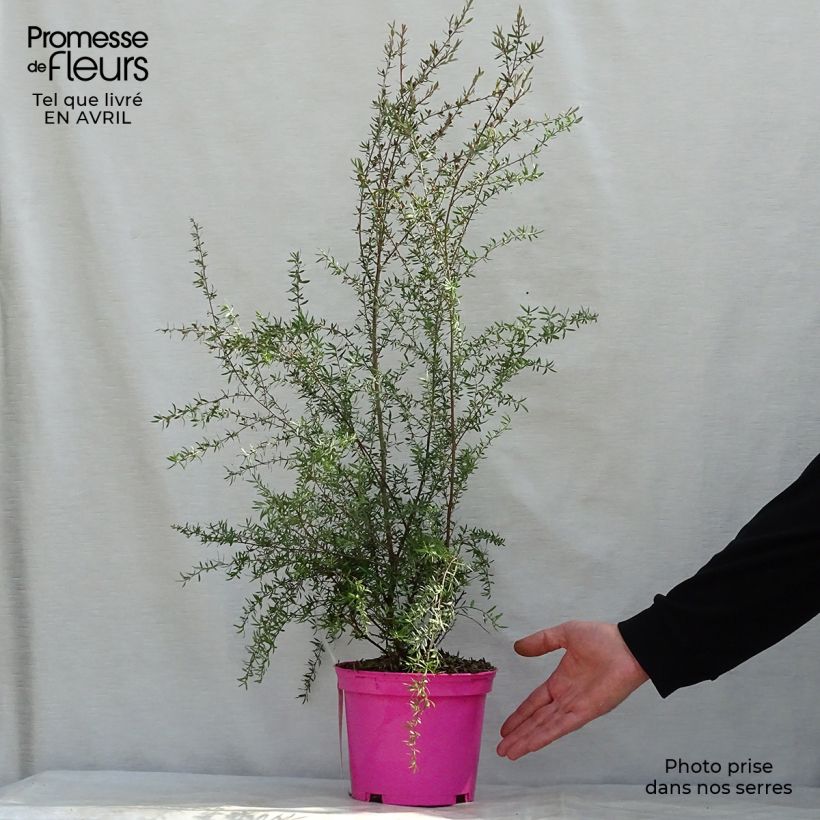Amostra de Leptospermum scoparium Martini Vaso de 2 L/3 L tal como entregue na primavera