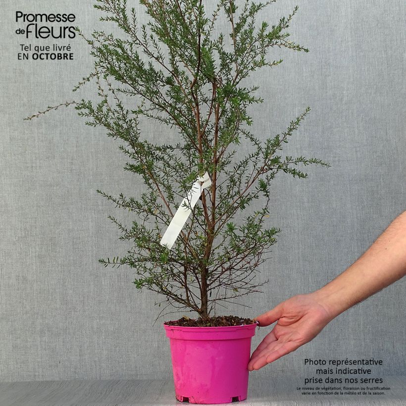 Amostra de Leptospermum scoparium Martini Vaso de 2 L/3 L tal como entregue no outono