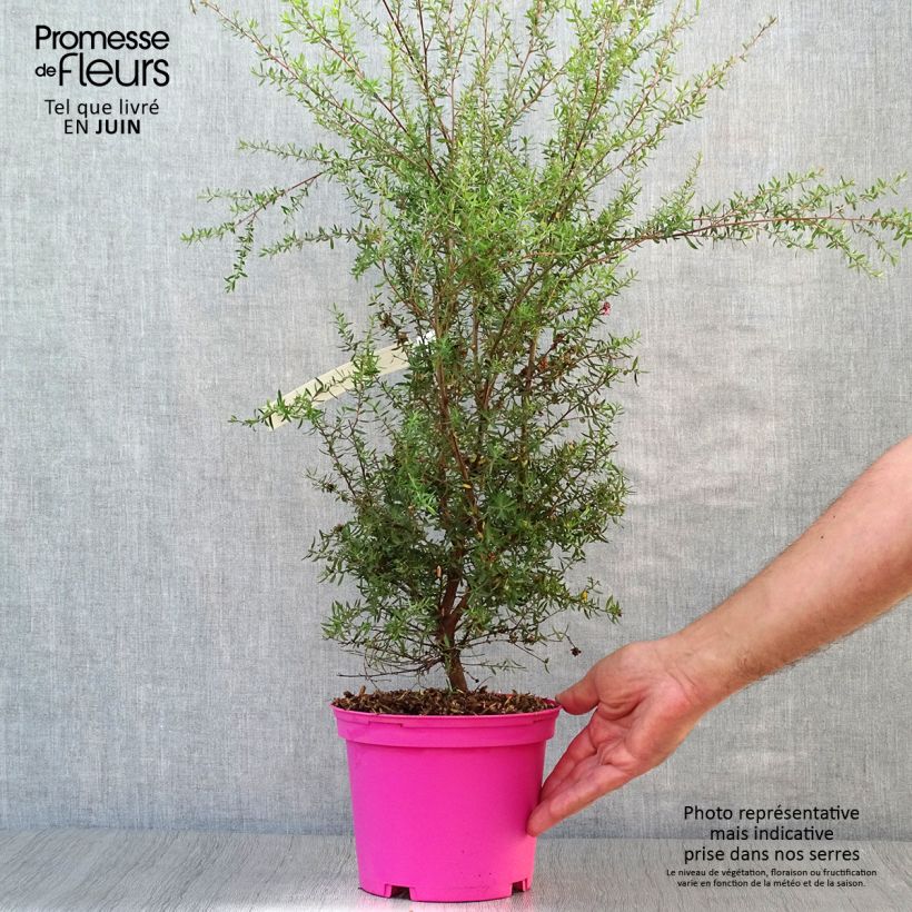 Amostra de Leptospermum scoparium Martini Vaso de 2 L/3 L tal como entregue no verão