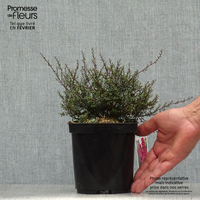 Amostra de Leptospermum scoparium Nanum Kiwi Vaso de 2 L/3 L tal como entregue no outono
