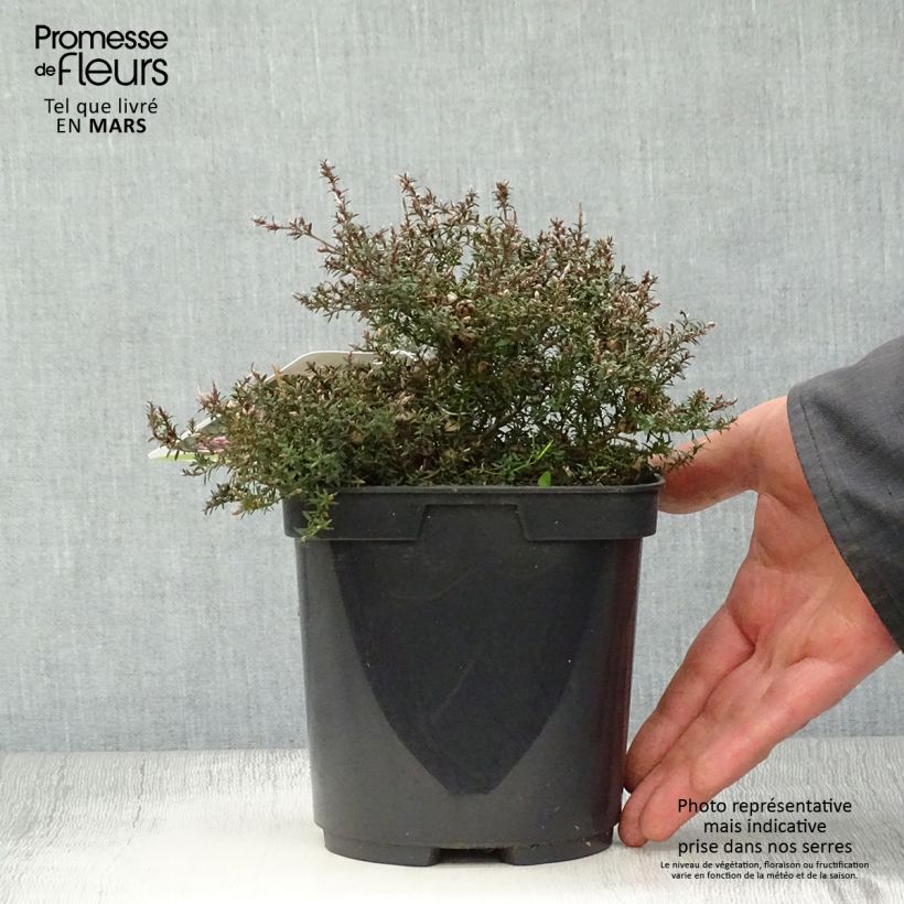 Amostra de Leptospermum scoparium Nanum Kiwi Vaso de 2 L/3 L tal como entregue na primavera