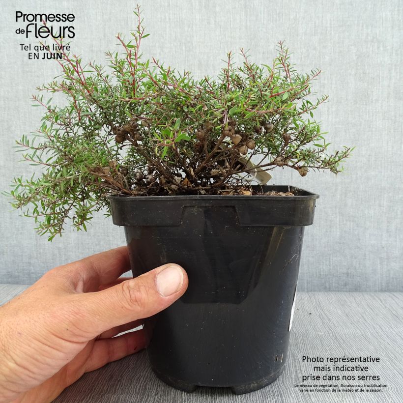 Amostra de Leptospermum scoparium Nanum Kiwi Vaso de 2 L/3 L tal como entregue no verão