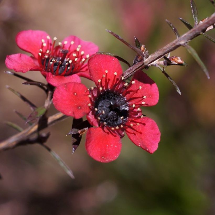 Leptospermum scoparium Nanum Kiwi (Floração)