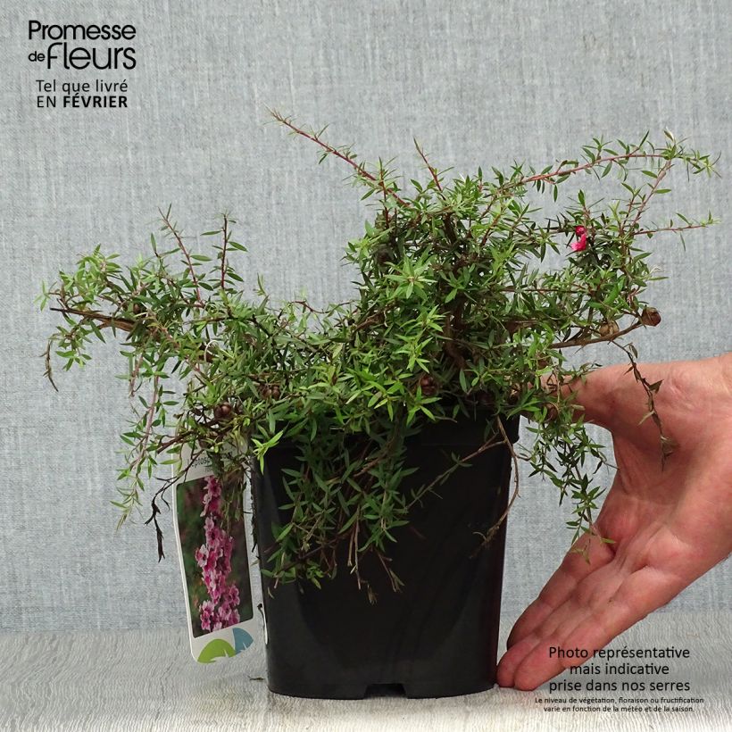 Amostra de Leptospermum scoparium Red Falls Vaso de 2 L/3 L tal como entregue no outono