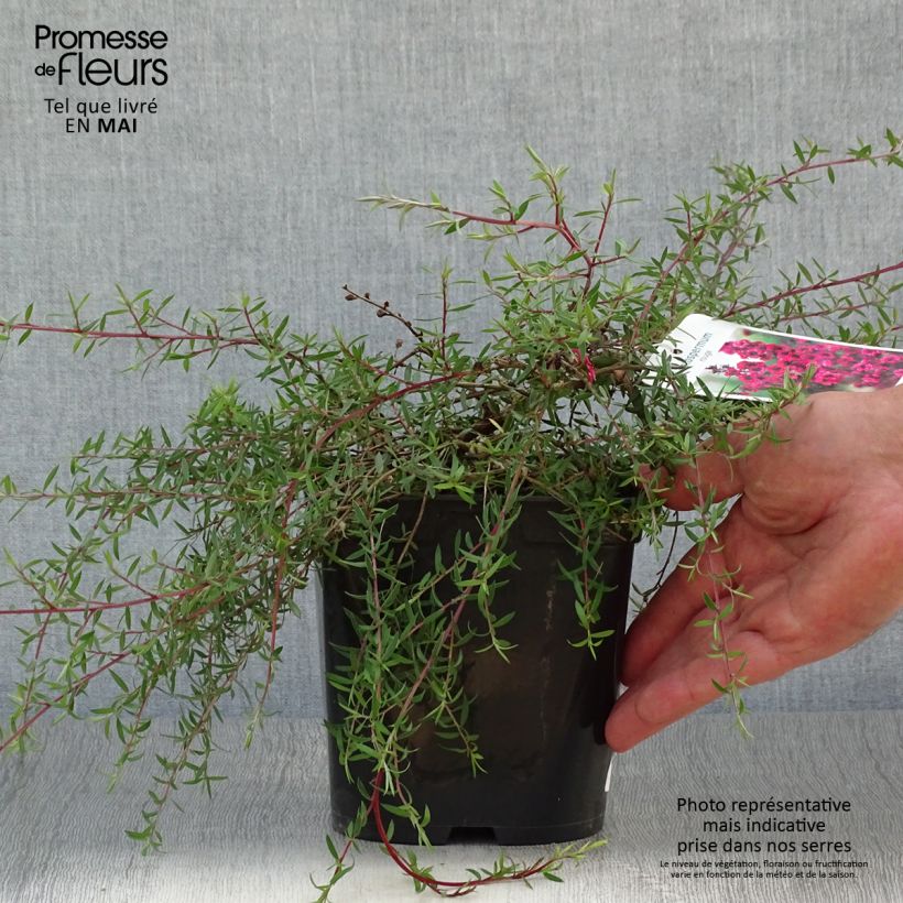 Amostra de Leptospermum scoparium Red Falls Vaso de 2 L/3 L tal como entregue na primavera