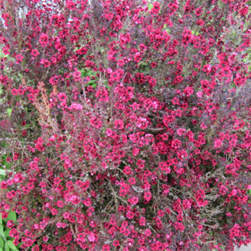 Leptospermum scoparium Red Damask (Floração)