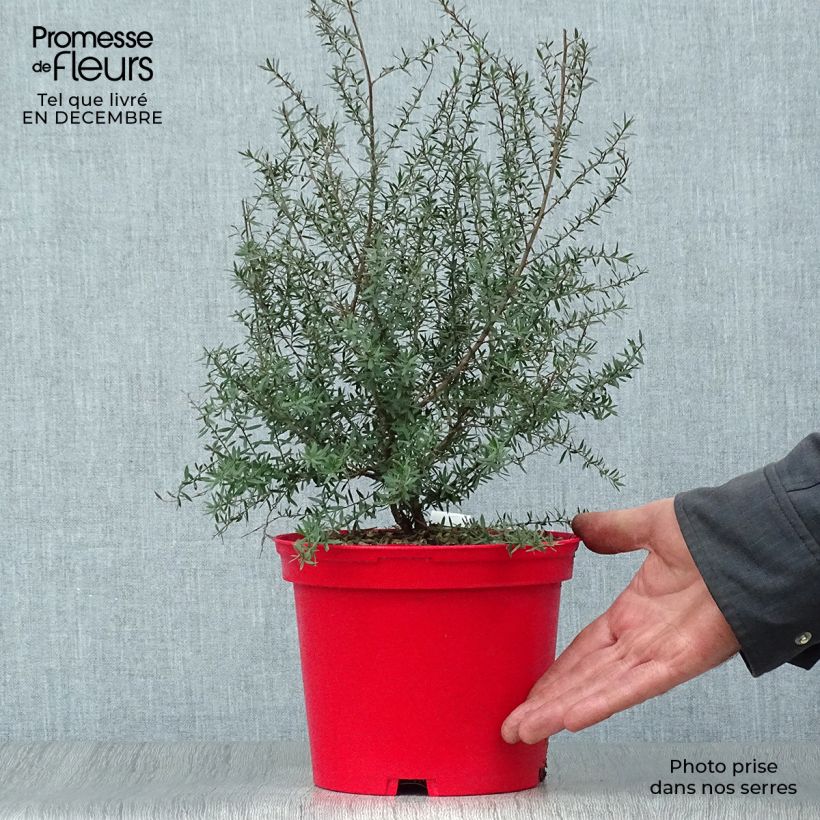 Amostra de Leptospermum scoparium Red Damask Vaso de 3 L/4 L tal como entregue no inverno