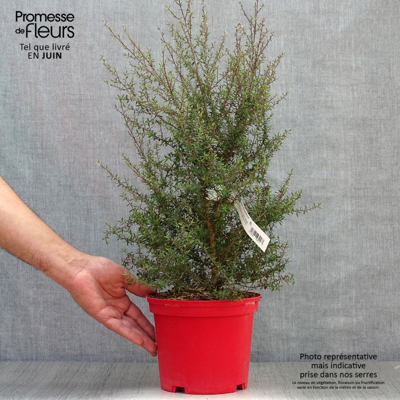 Amostra de Leptospermum scoparium Red Damask Vaso de 3 L/4 L tal como entregue no verão