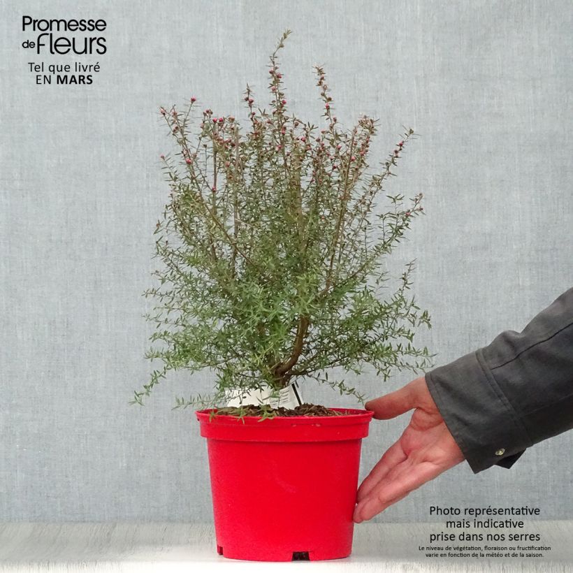 Amostra de Leptospermum scoparium Red Damask Vaso de 3 L/4 L tal como entregue na primavera