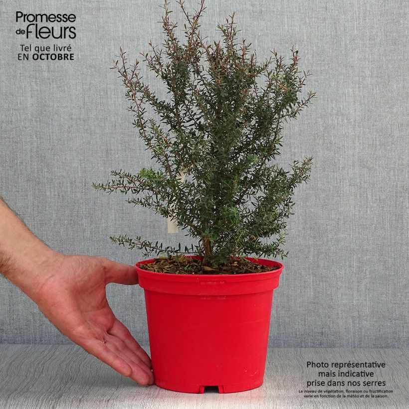 Amostra de Leptospermum scoparium Red Damask Vaso de 3 L/4 L tal como entregue no outono