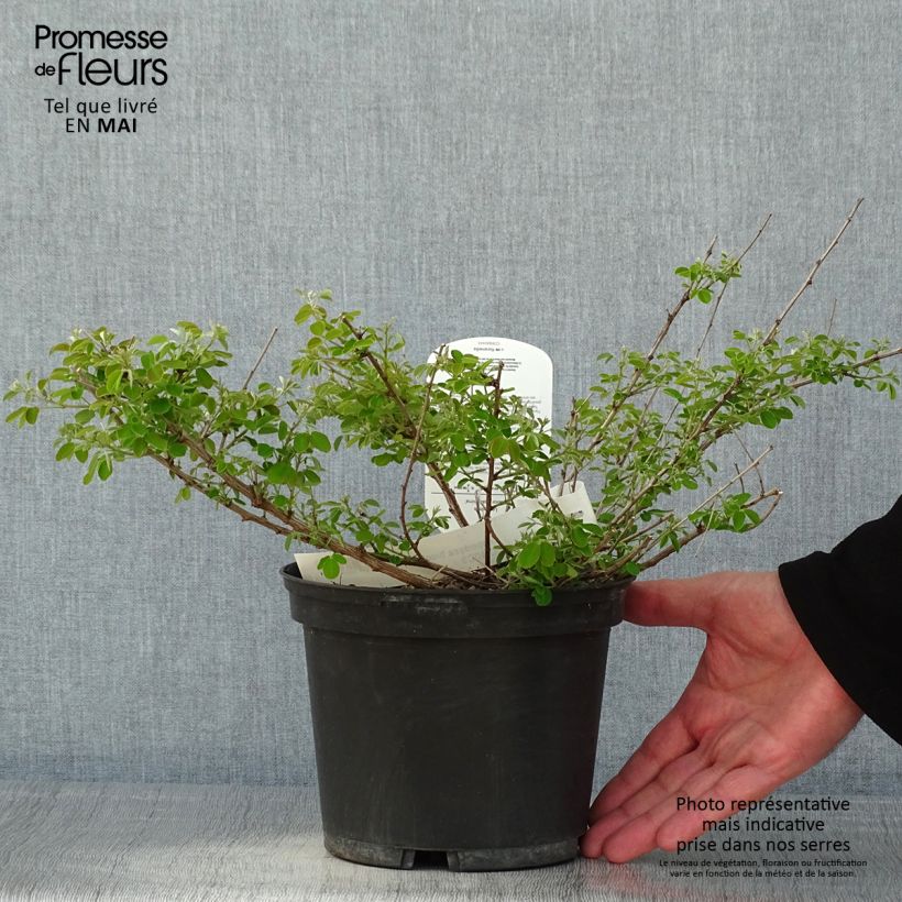 Amostra de Lespedeza bicolor Yakushima Vaso de 3 L/4 L tal como entregue na primavera