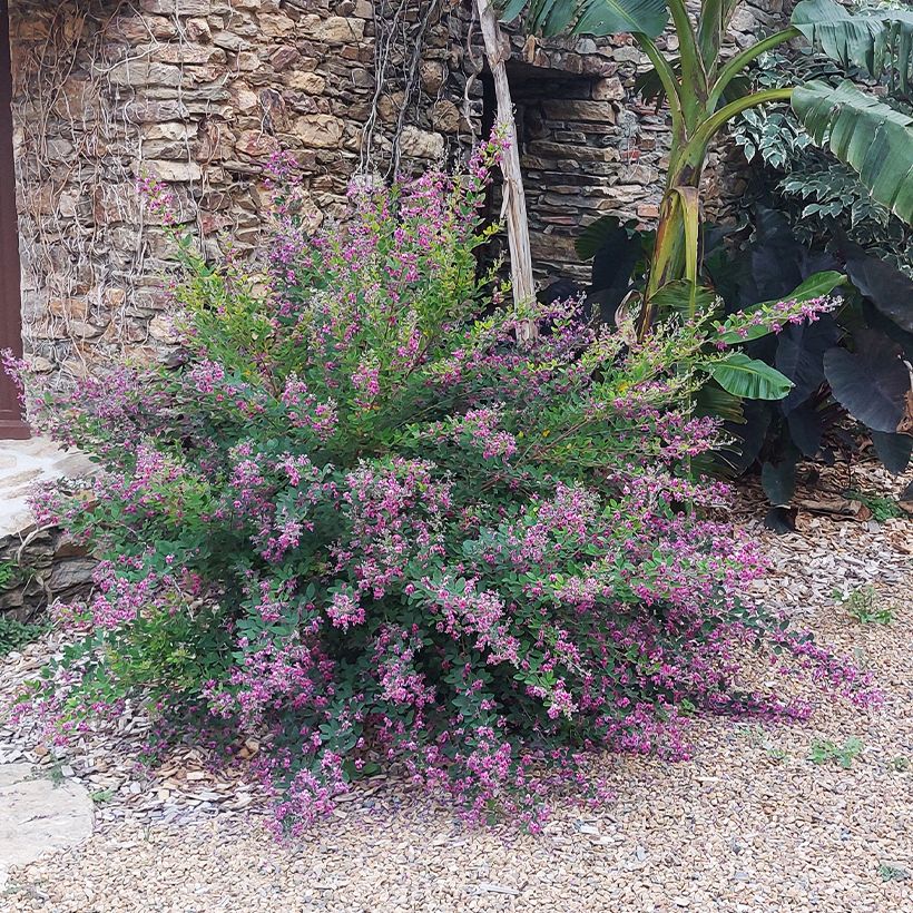 Lespedeza liukiuensis Little Volcano (Hábito)