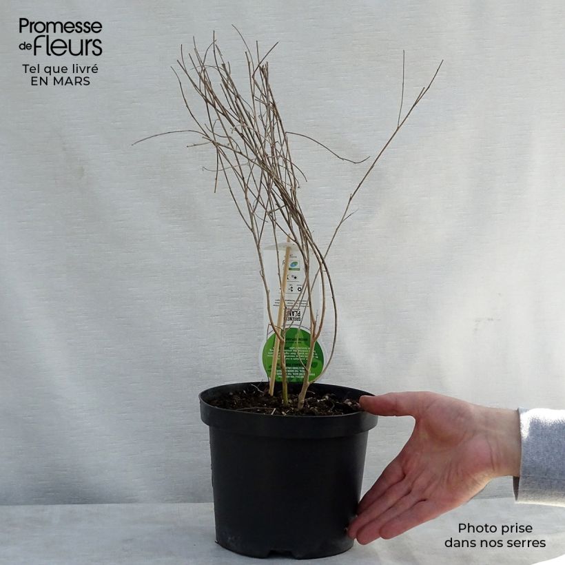 Amostra de Lespedeza thunbergii Vaso de 2 L/3 L tal como entregue na primavera