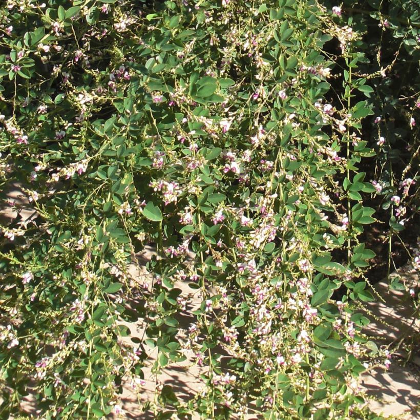 Lespedeza thunbergii Edo (Folhagem)