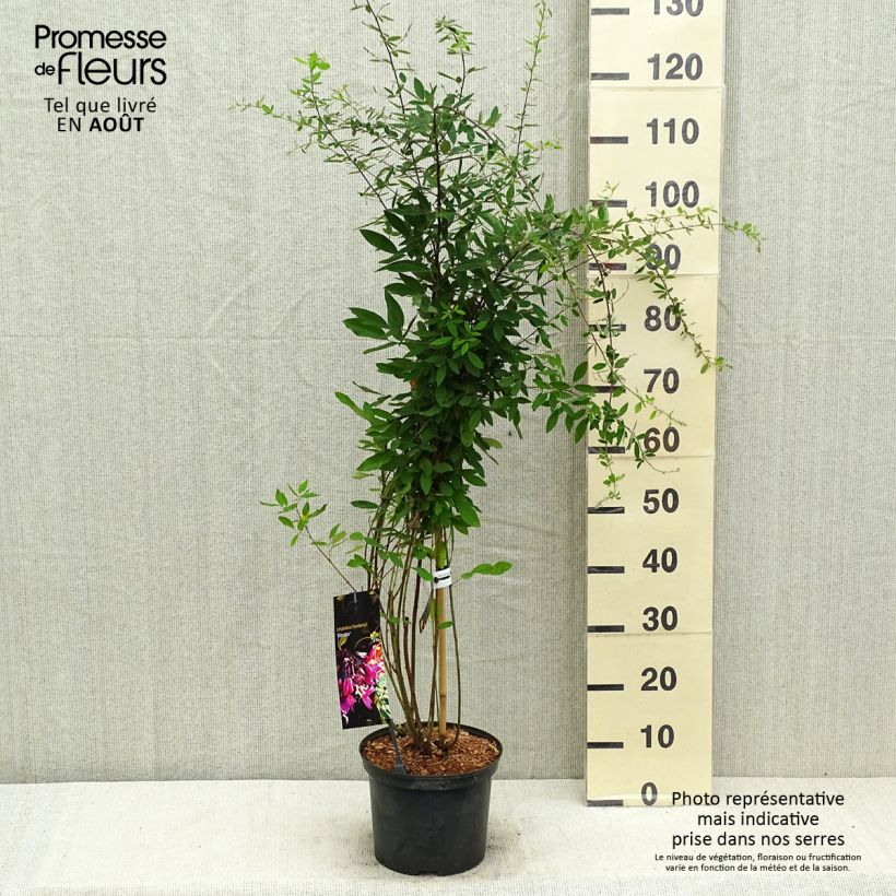 Amostra de Lespedeza thunbergii Gibraltar Vaso de 1,5 L/2 L tal como entregue no verão